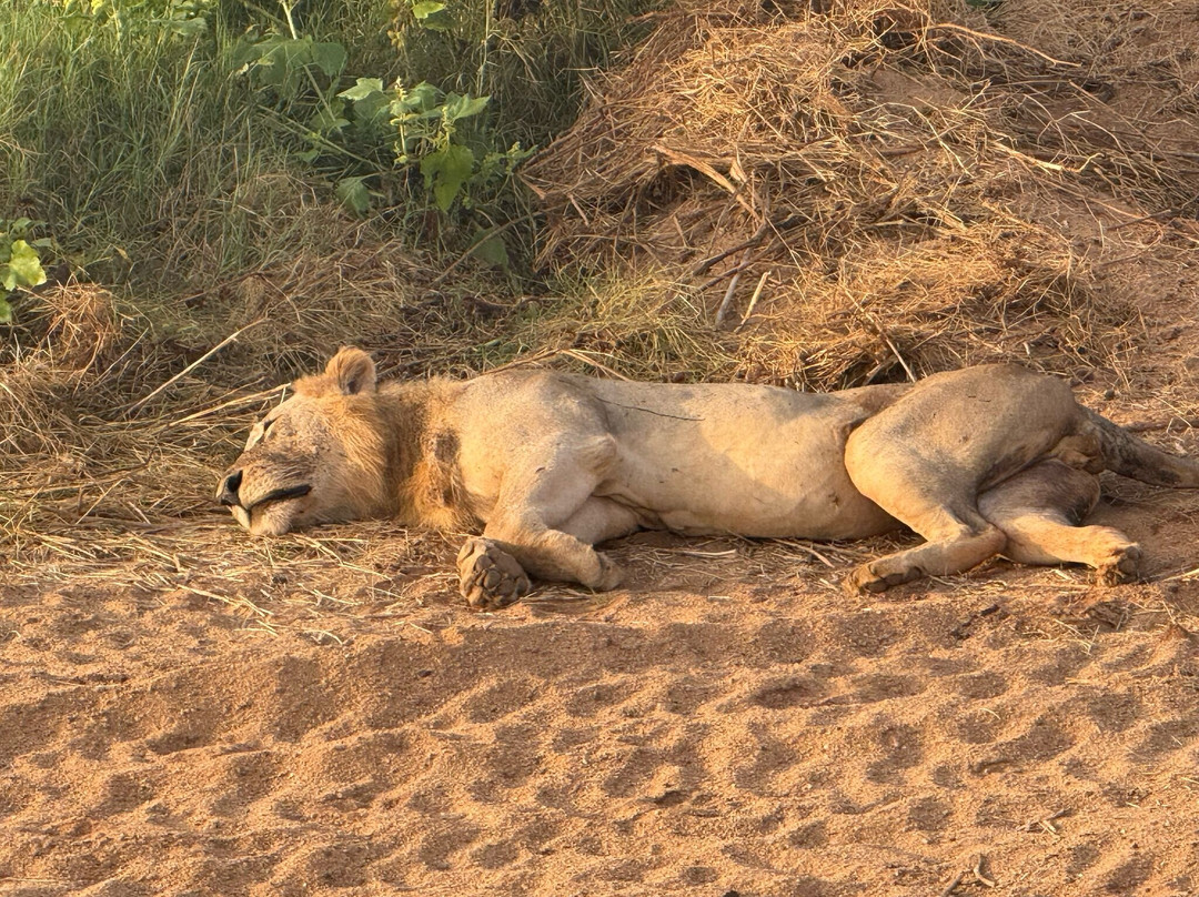 Giornale Kenya Safari - Day Tours-瓦塔木必去景点