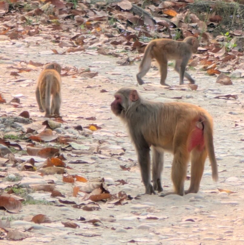 Chitwan Jungle Safari-奇旺国家公国必去景点