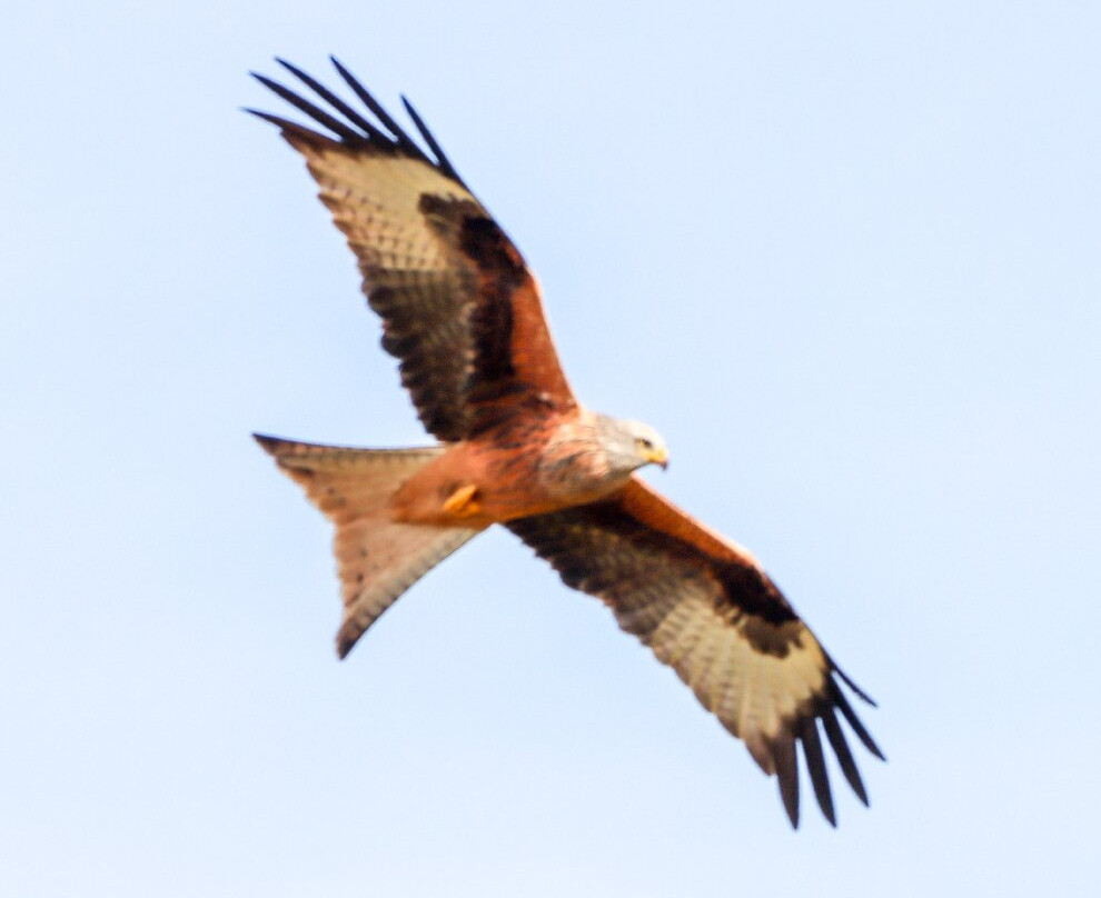 Gigrin Farm Red Kite Feeding Centre景点图片