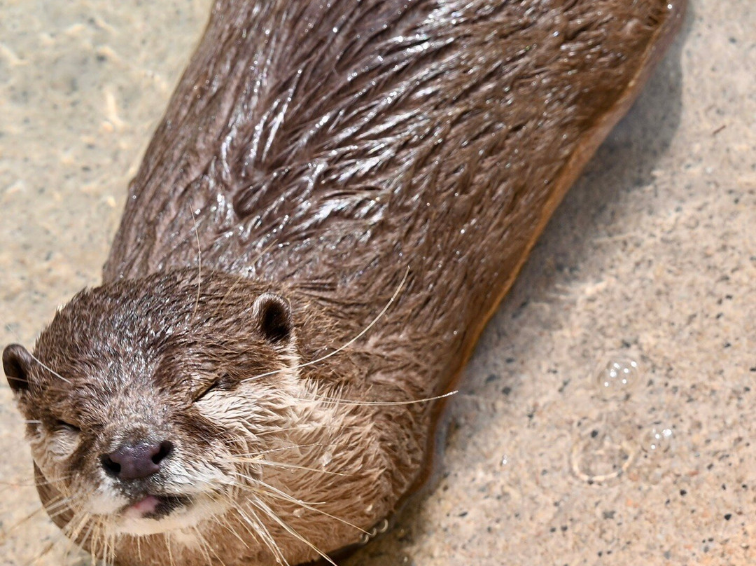 Beavers Bend Safari Park景点图片