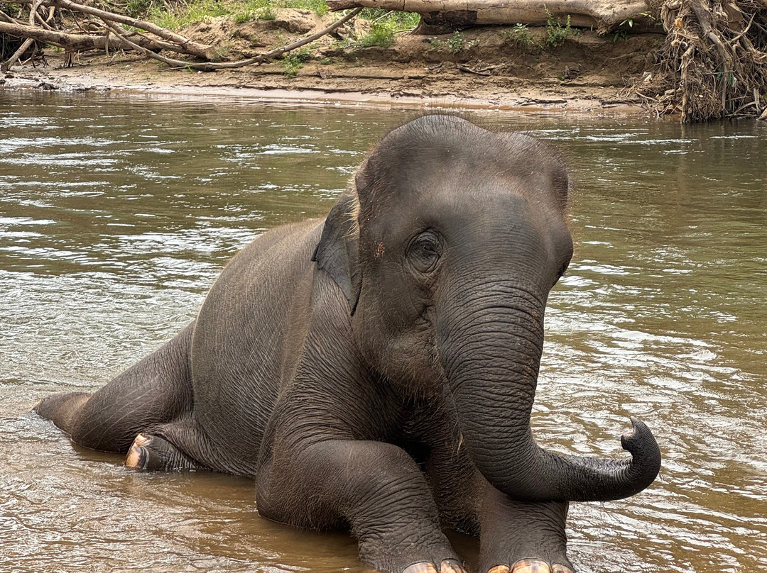 New Elephant Home-Kuet Chang必去景点