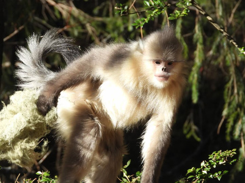 Lijiang Cloud Mountain Ecotours-丽江市必去景点