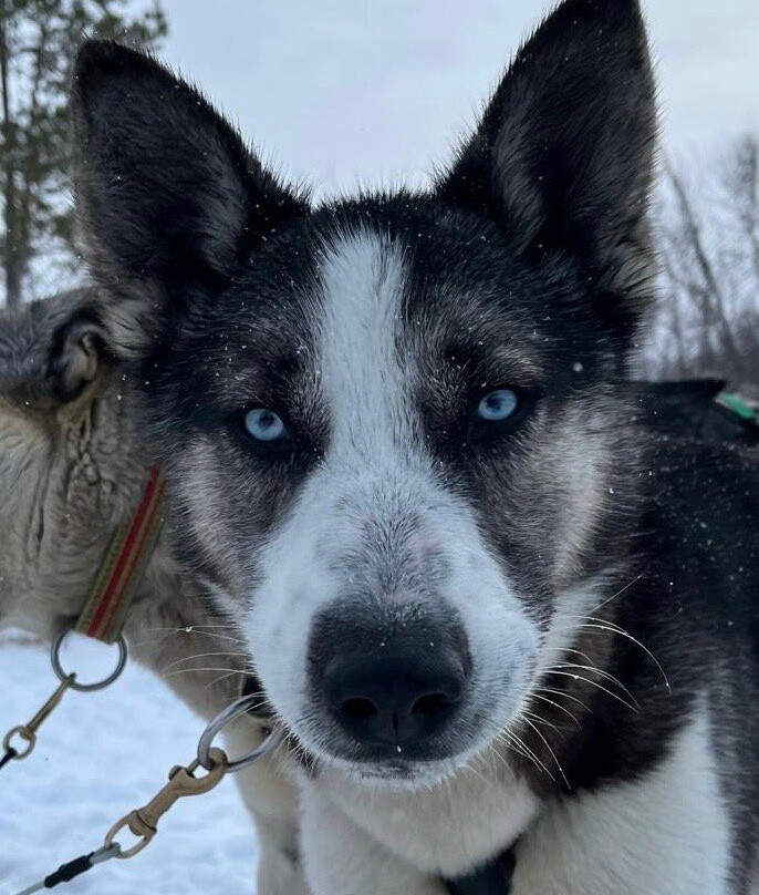 Tana Husky - Day Tours-Tana Bru必去景点