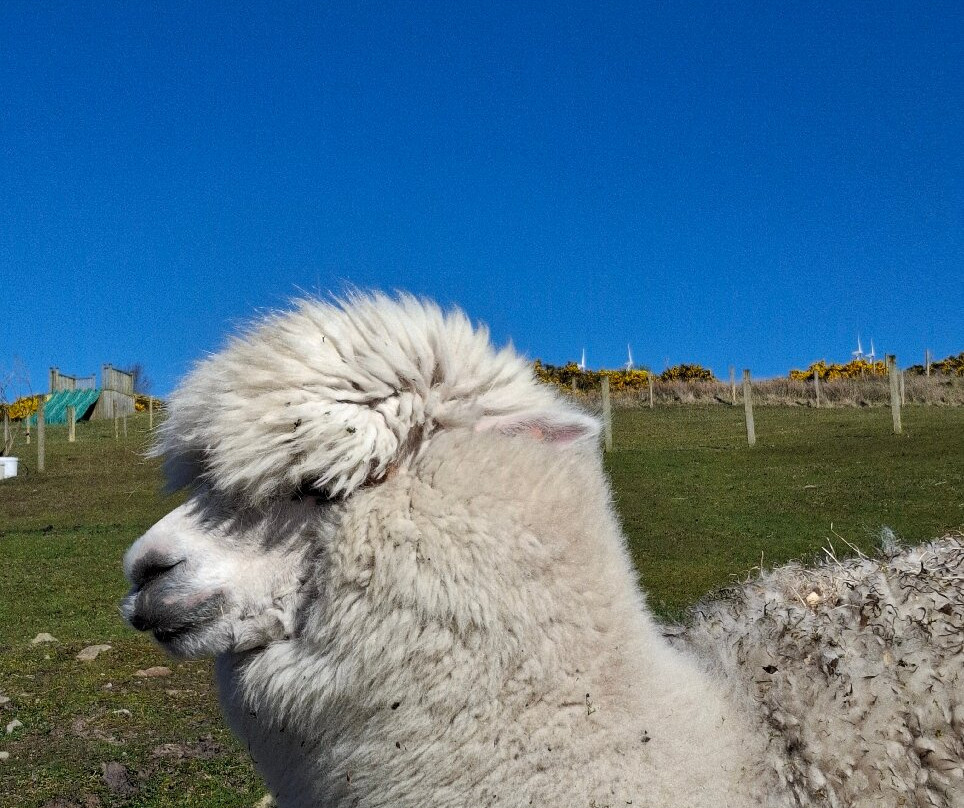 Errigal View Pet Farm-Gweedore必去景点