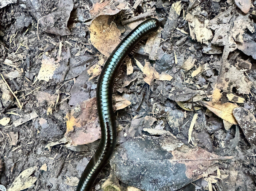 Circles in the Forest Trail-克尼斯纳必去景点