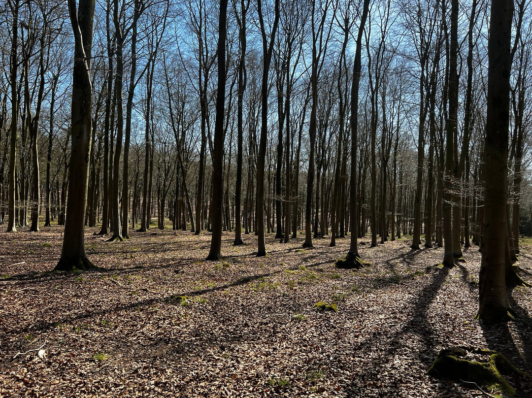 Blackwood Forest-温彻斯特必去景点