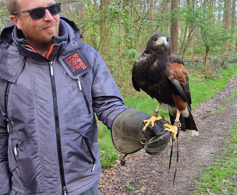 Hampshire Hawk Walks景点图片