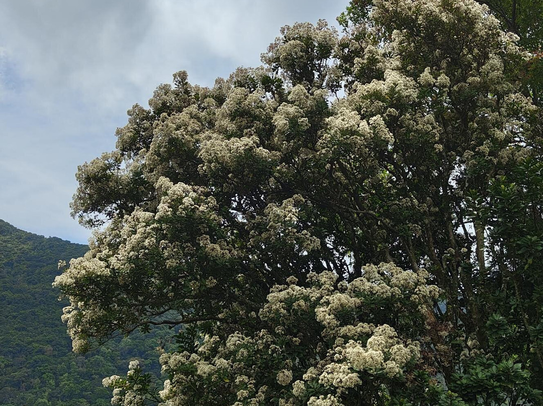 Meghamalai - High Wavy Mountains-Theni必去景点