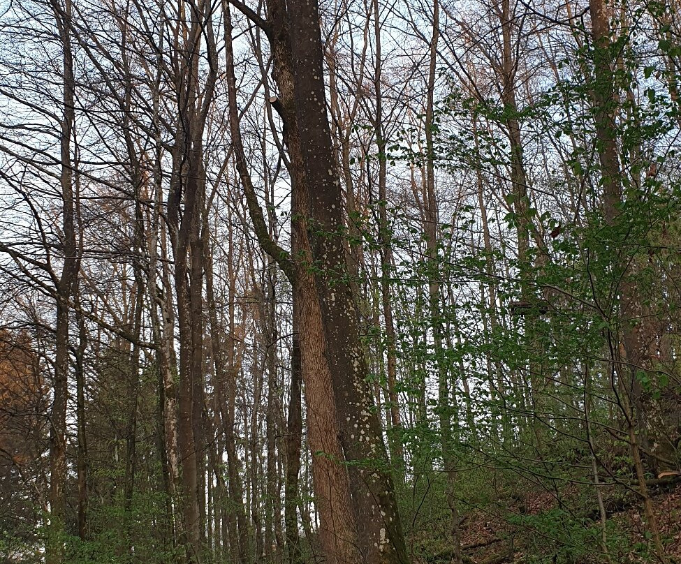 EifelAdventures-Berlingen必去景点