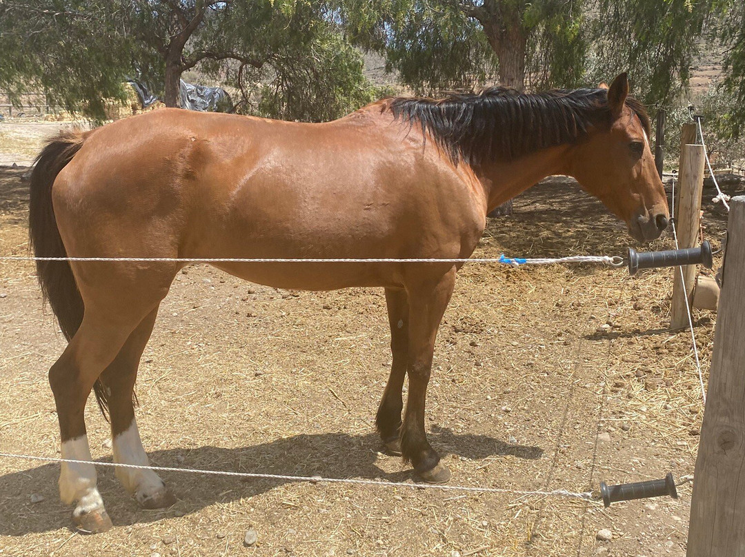 Cabacci Horse Trails景点图片