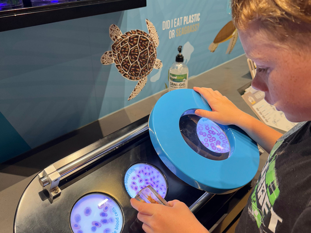 Mon Repos Turtle Encounter-邦德堡必去景点