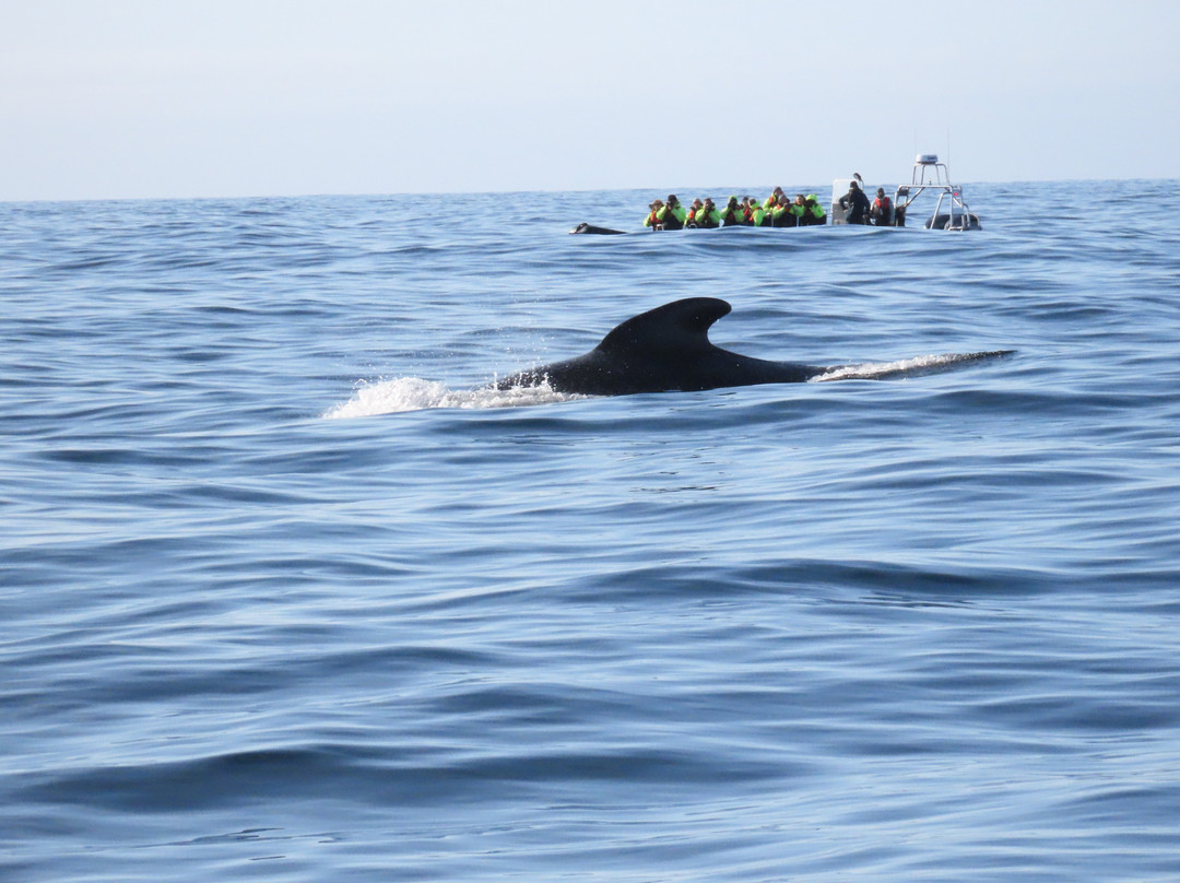 Whale2sea Whalesafari Andenes-Andenes必去景点