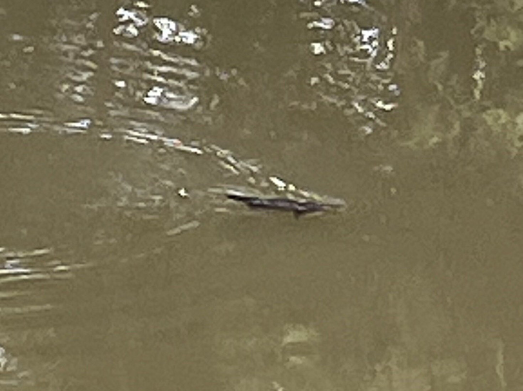 ecoTekk Sunshine Coast-Alexandra Headland必去景点