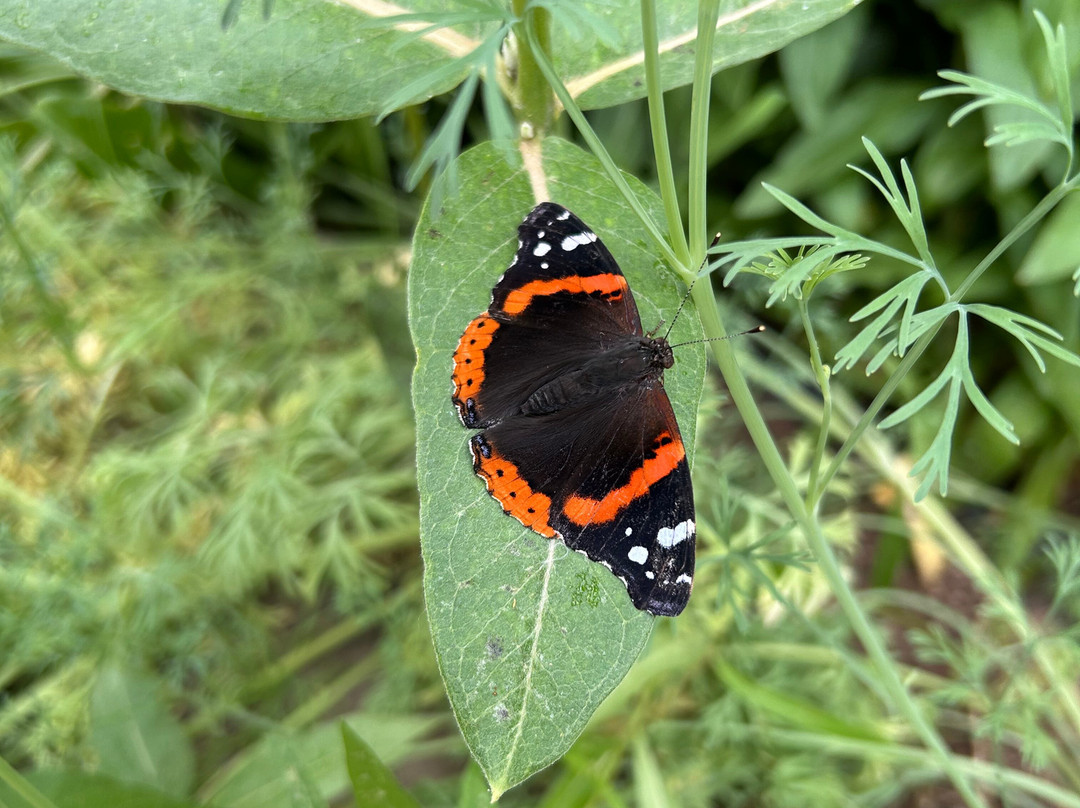 The Butterfly Haven-Pingree必去景点