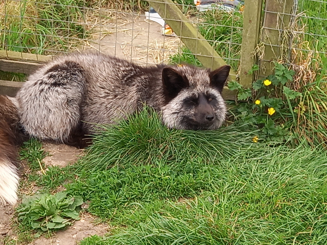 Ark Wildlife Park & Exotic Animal Sanctuary景点图片