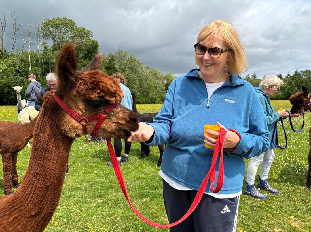 Alpaca Walking - With Spring Farm Alpacas景点图片