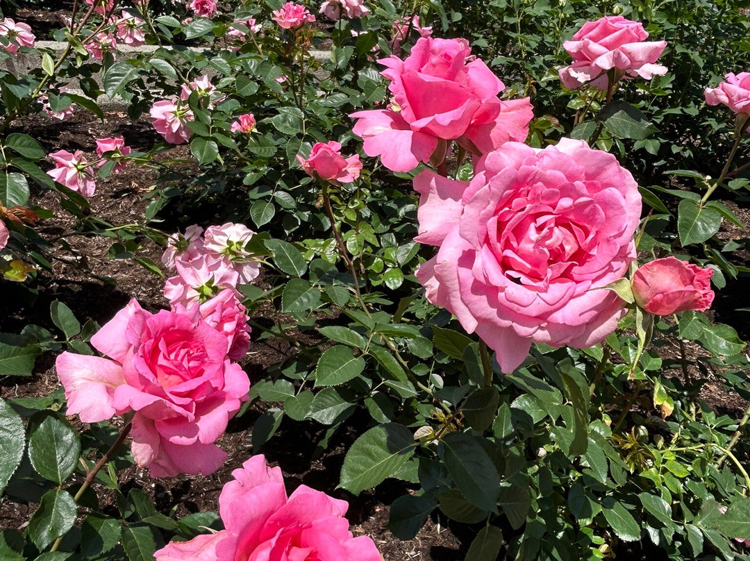 Onocho Rose Park-小野町必去景点