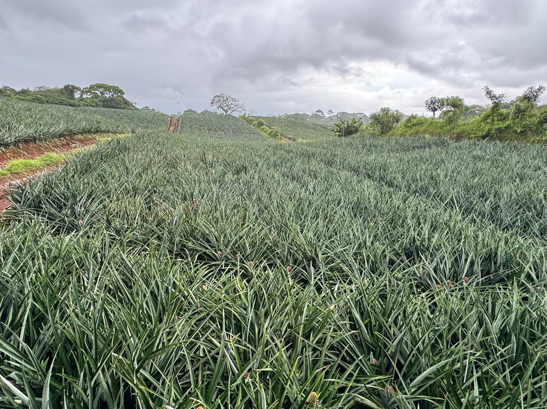 The Best Pineapple Tour Costa Rica景点图片