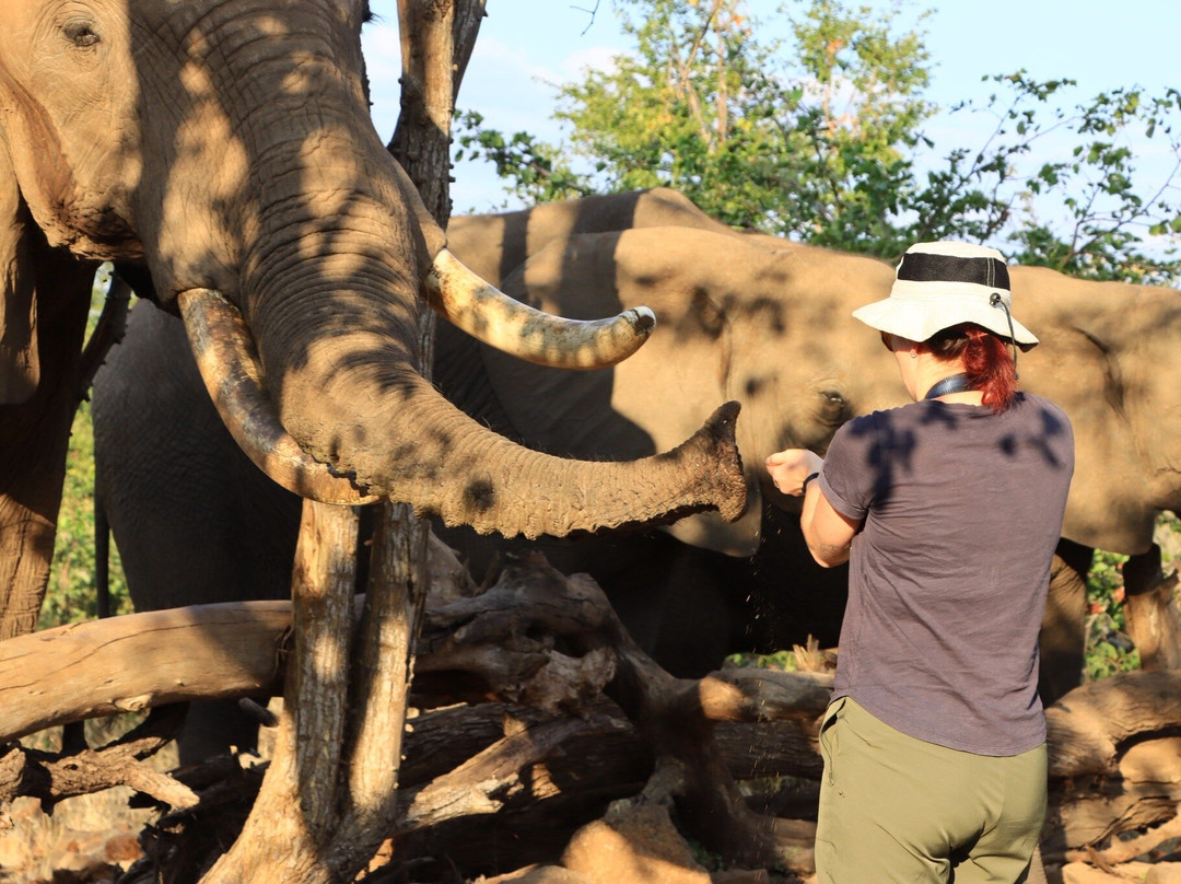 Wild Horizons Elephant Sanctuary景点图片