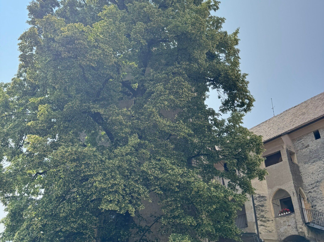Castel Scena景点图片