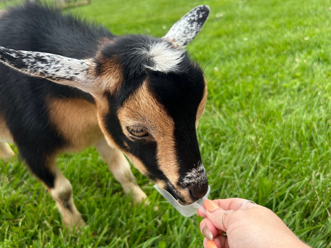 Cherry Lane Acres-圣玛丽必去景点
