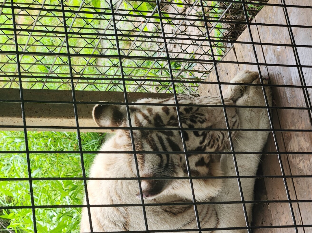 Safari Zoological Park景点图片