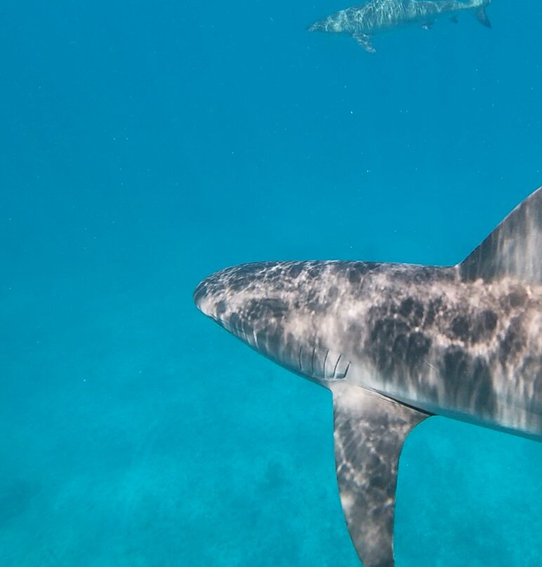 Bimini Blue Adventures-Bailey Town必去景点