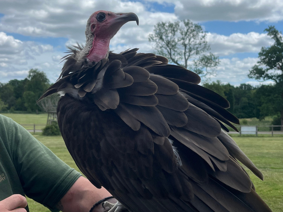 Surrey Hills Falconry-Ockley必去景点