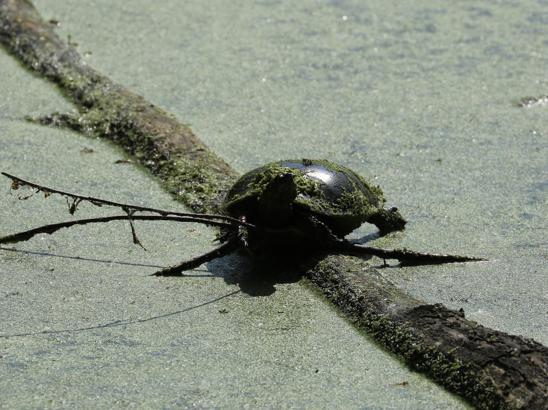 Barkhausen Waterfowl Preserve-Suamico必去景点