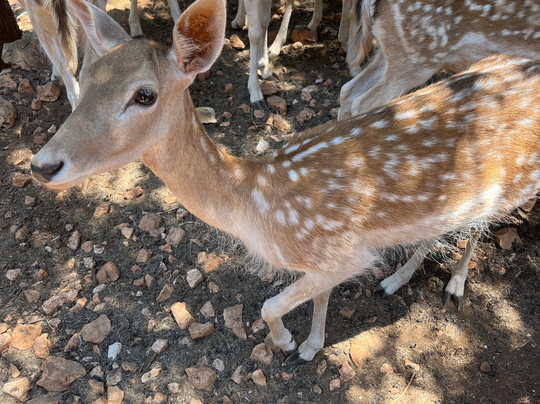 Askos Stone Park-沃利迈斯必去景点