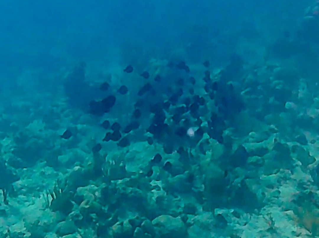 Dive Provo-普罗维登西亚莱斯必去景点