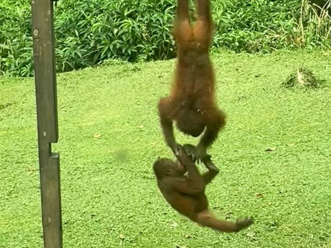 Sepilok Orangutan Rehabilitation Centre-山打根必去景点