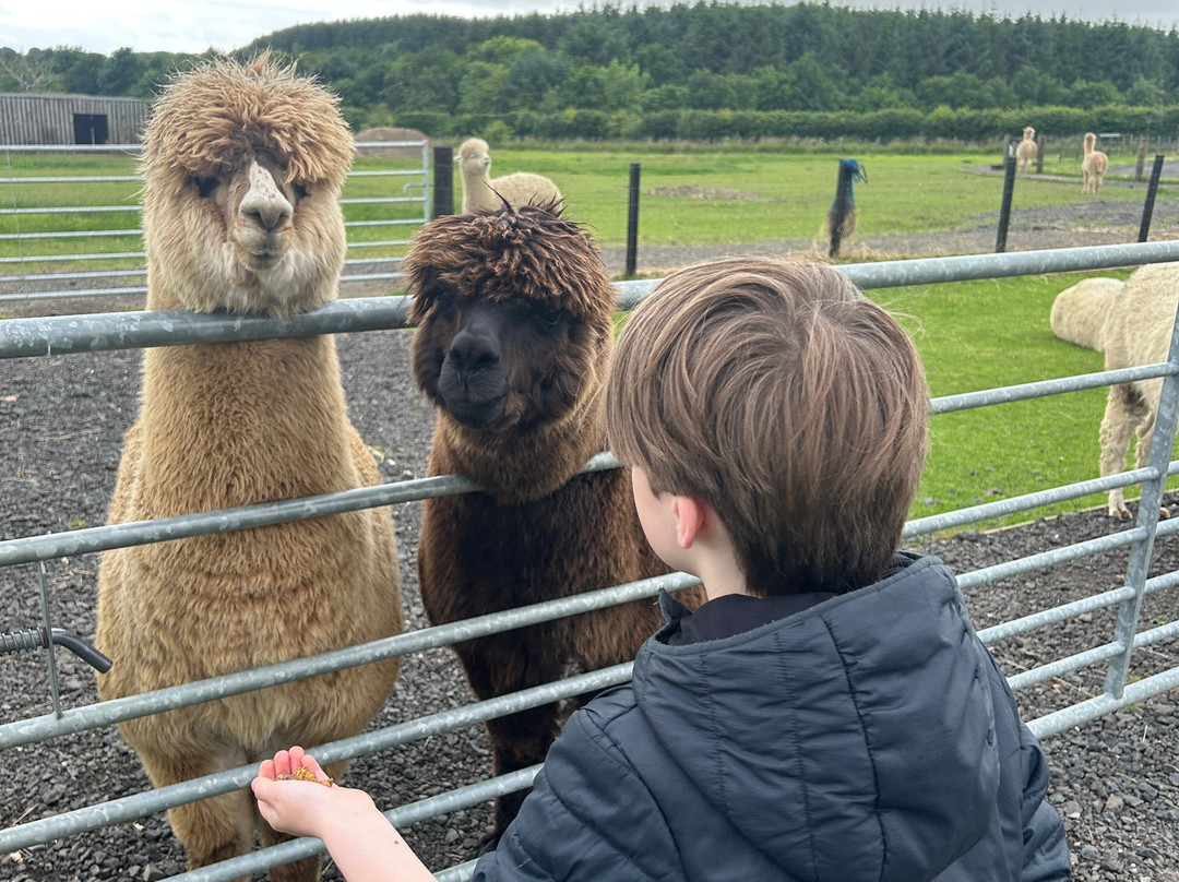 Bowbridge Alpacas Scotland-Peat Inn必去景点