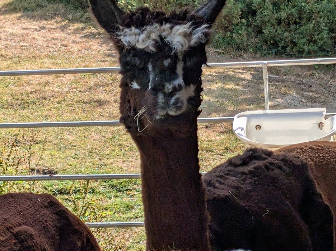 Bell Farm Alpacas-Pensford必去景点