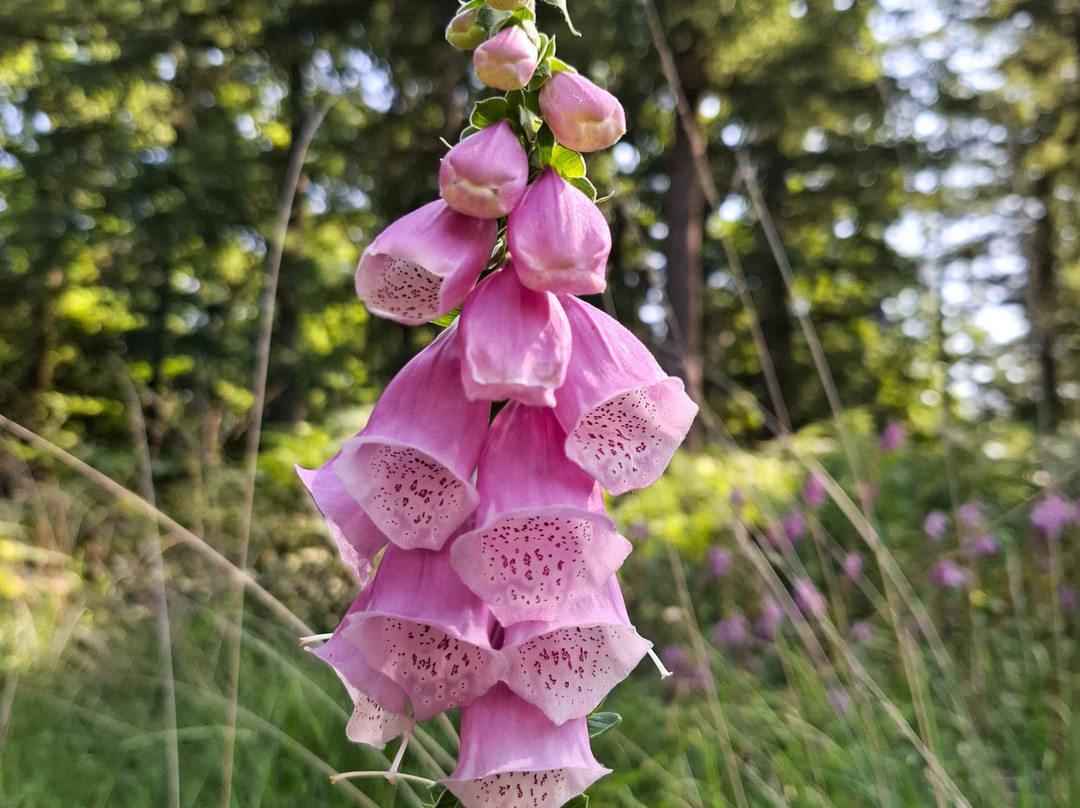 Moorerlebnisweg-韦瑟尔必去景点