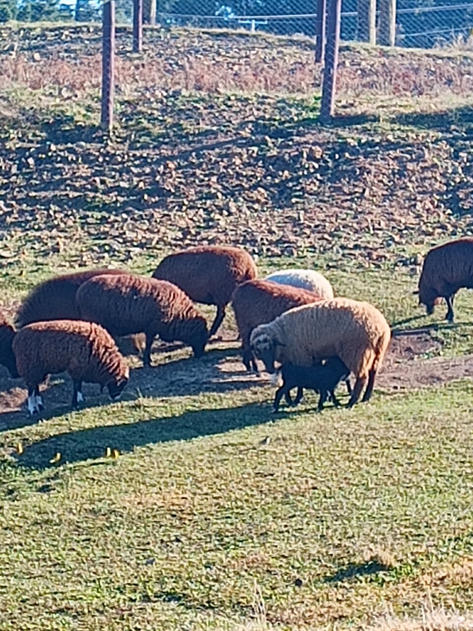 Sesc Pousada Rural em Lages-官方