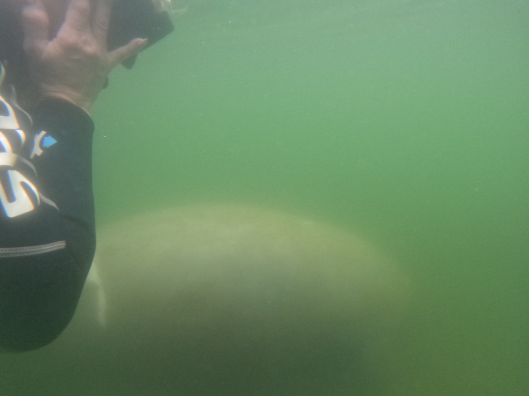 Go Local Manatee Tours-克里斯特尔里弗必去景点