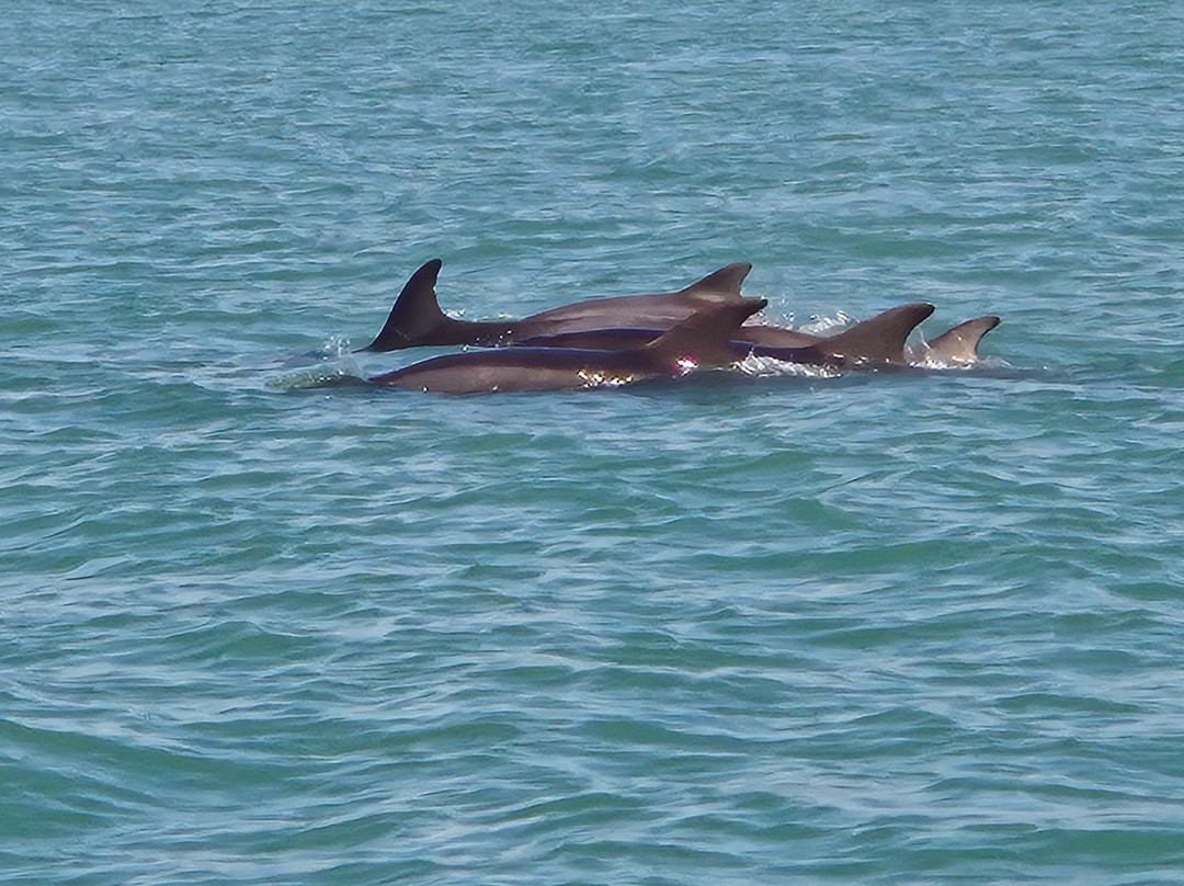 Barmouth Boat Trips-Barmouth必去景点