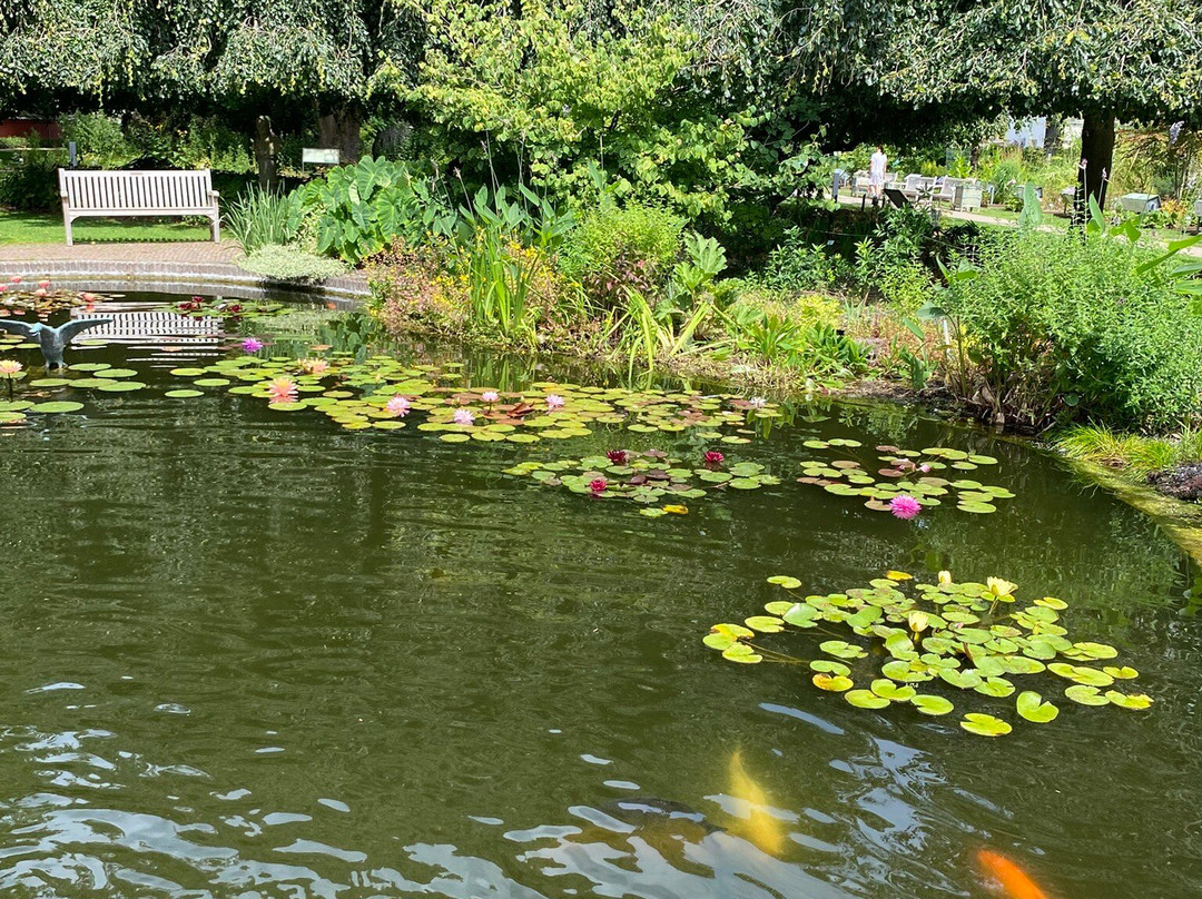 Hortus Botanicus Leiden-莱顿必去景点