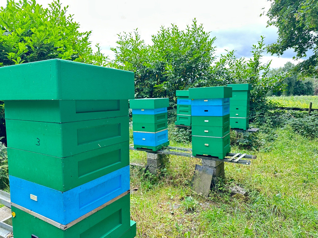 Killarney Bee Walks and Honey-基拉尼必去景点
