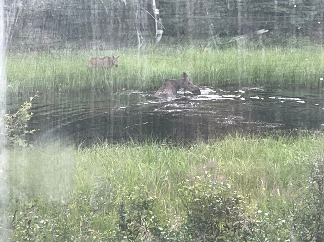 Denali Black Diamond Covered Wagon-Denali Park必去景点