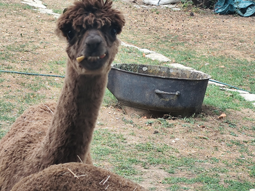 Nana Mac Alpaca Farm-Limalonges必去景点