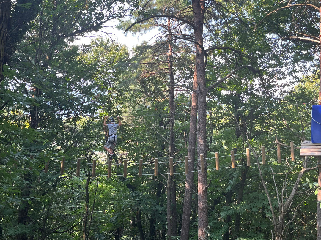 Wonderwood Spina Verde