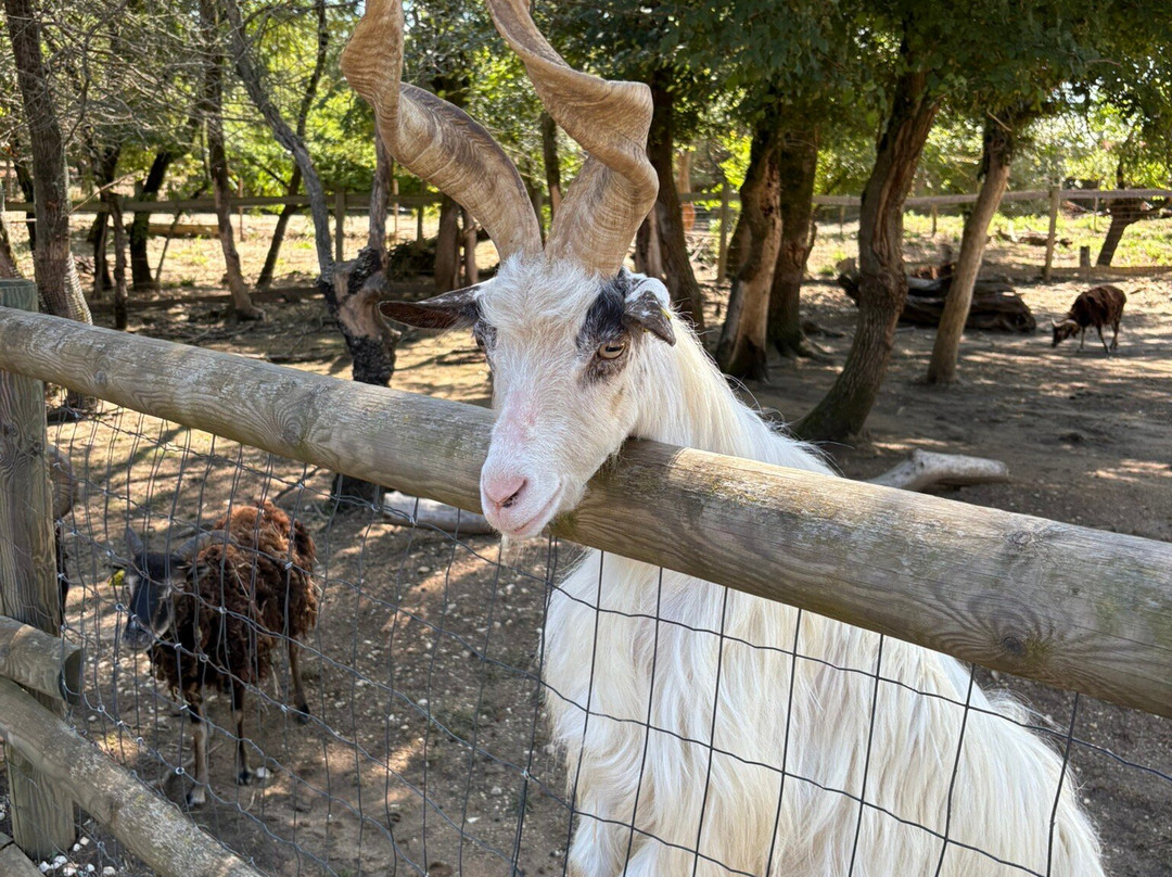 Parc Animalier des Gorges de l'Ardeche-Vagnas必去景点
