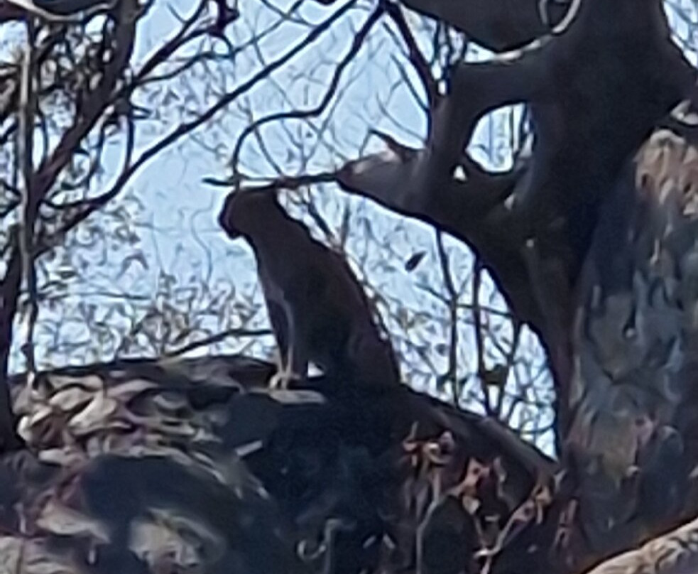 Robbie Williams Safaris-雾观必去景点