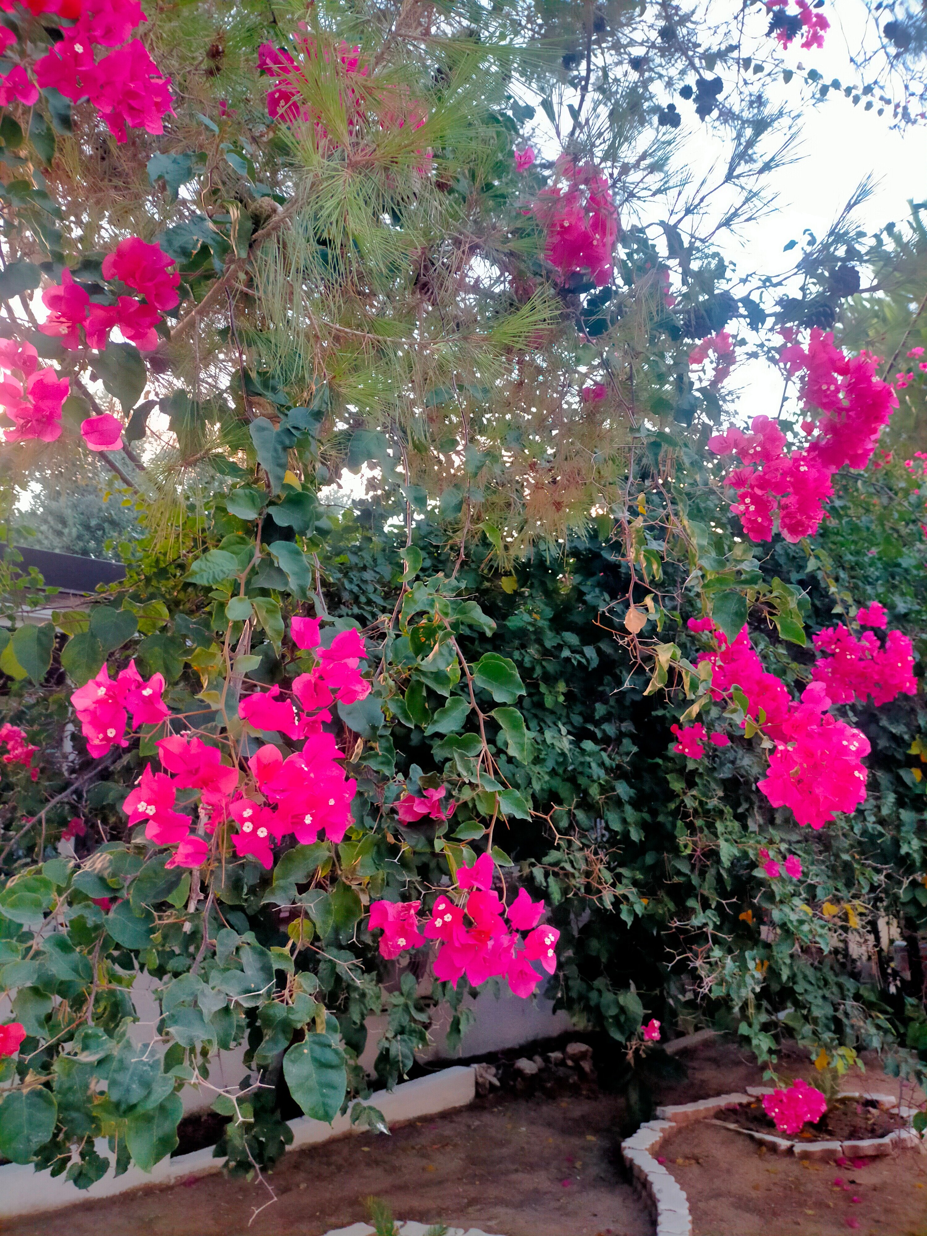 Hotel Le Viole-官方