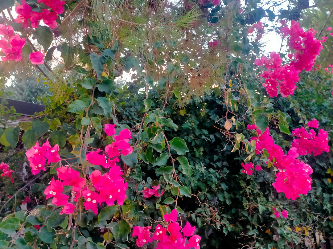 Hotel Le Viole主图