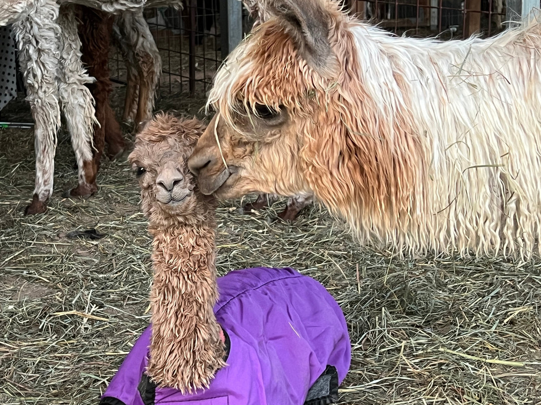 Suri Alpacas Of Crimson Ranch-塞金必去景点