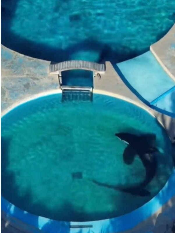 Mundo Marino-圣克莱门特雷图尤必去景点