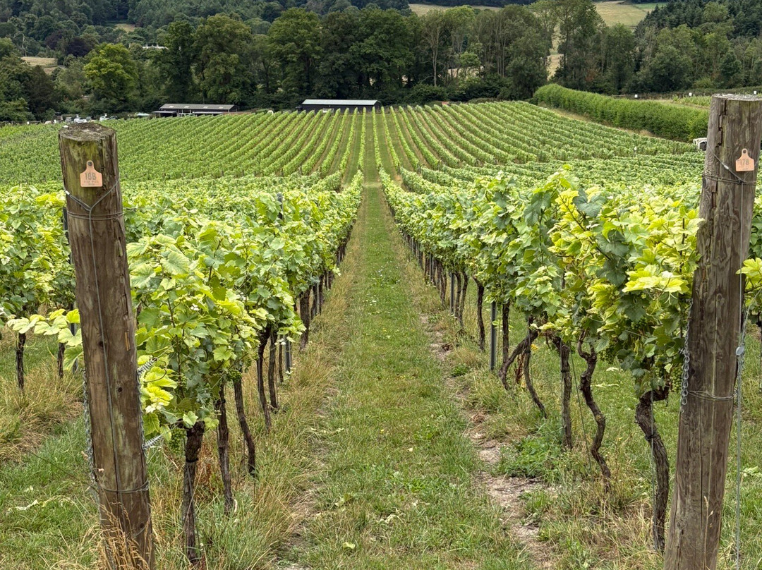 Albury Organic Vineyard-Albury必去景点